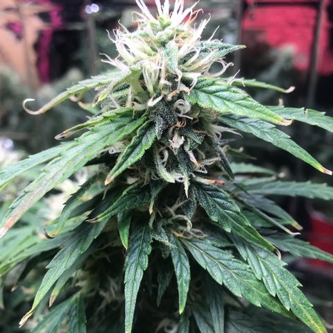 Auto Power Plant growlog timeline photo