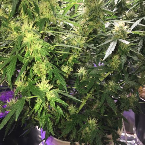 Auto Power Plant growlog timeline photo