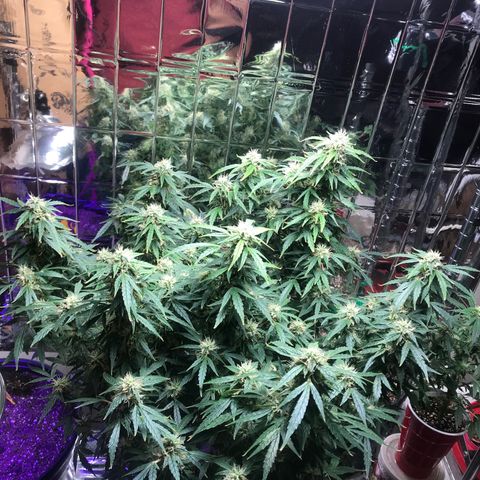 Auto Power Plant growlog timeline photo
