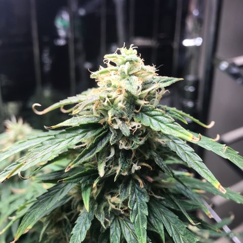 Auto Power Plant growlog timeline photo