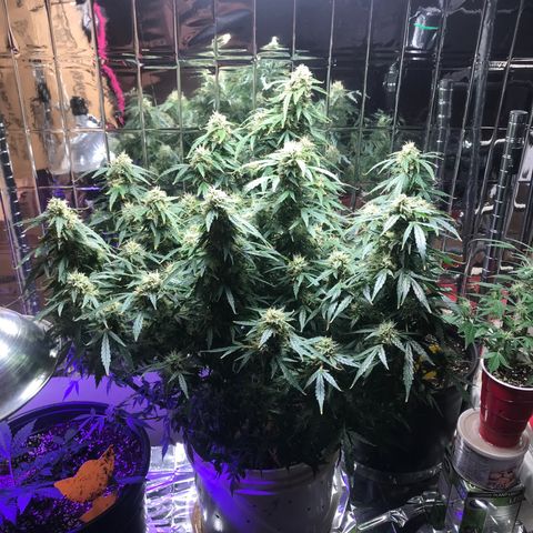 Auto Power Plant growlog timeline photo