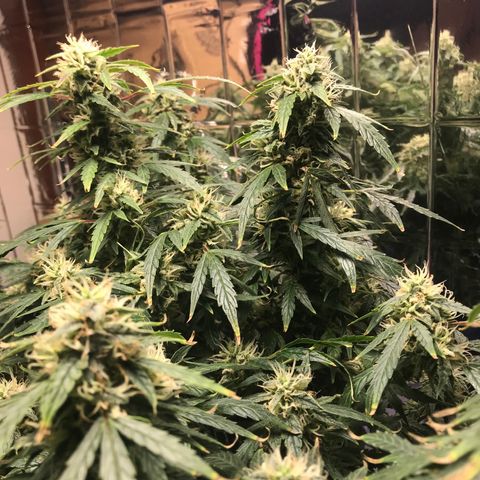 Auto Power Plant growlog timeline photo
