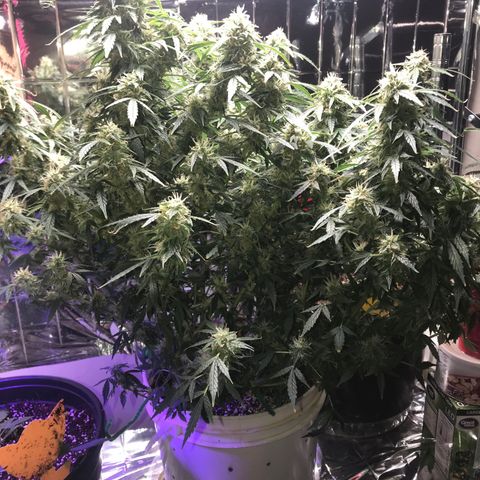 Auto Power Plant growlog timeline photo