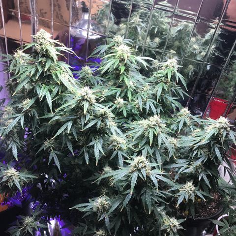 Auto Power Plant growlog timeline photo