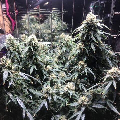 Auto Power Plant growlog timeline photo