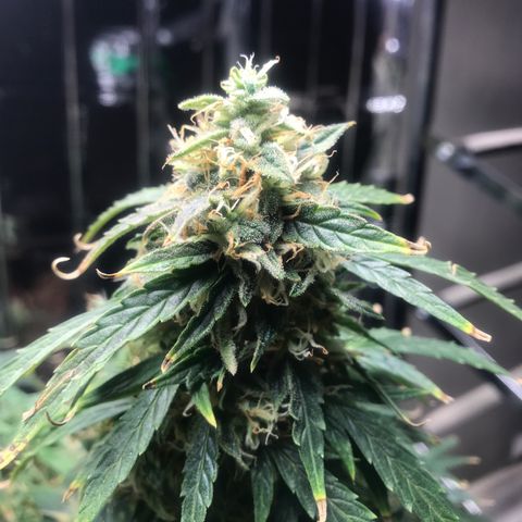 Auto Power Plant growlog timeline photo