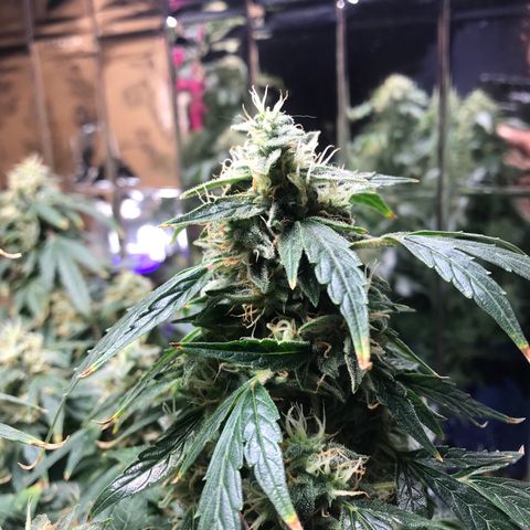 Auto Power Plant growlog timeline photo