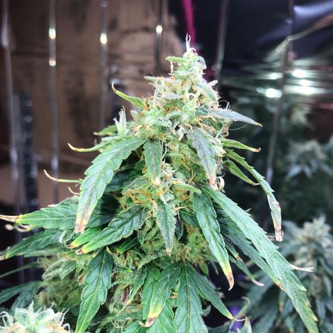Auto Power Plant growlog timeline photo