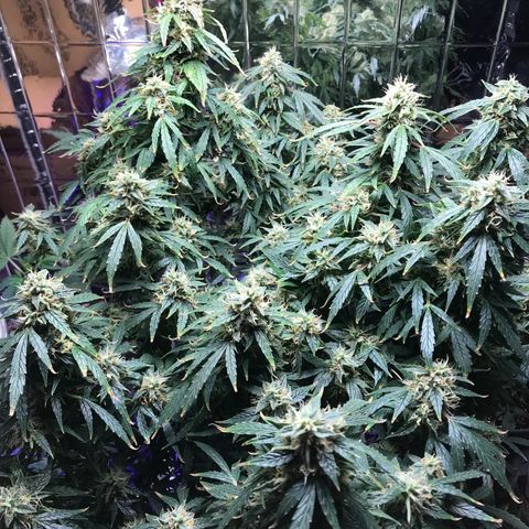 Auto Power Plant growlog timeline photo