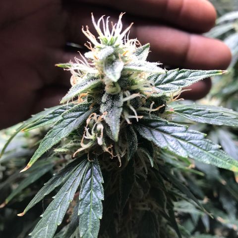 Auto Power Plant growlog timeline photo