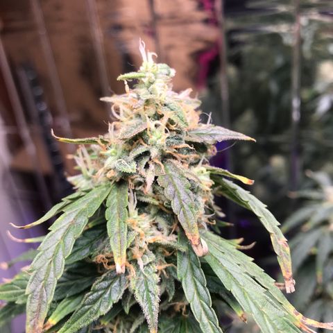 Auto Power Plant growlog timeline photo