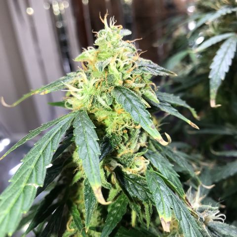 Auto Power Plant growlog timeline photo