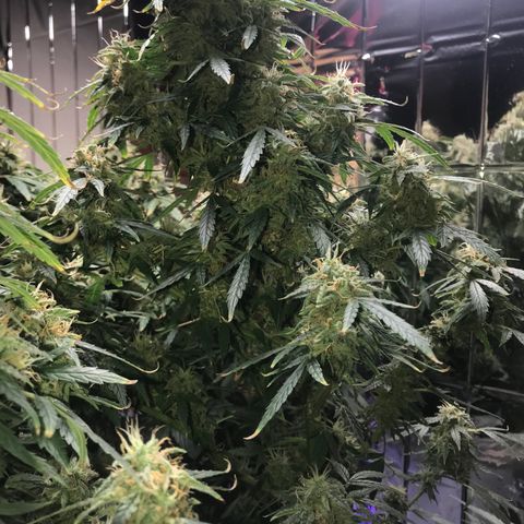 Auto Power Plant growlog timeline photo