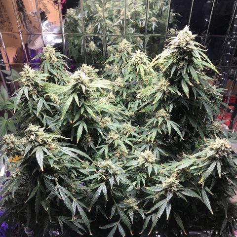 Auto Power Plant growlog timeline photo