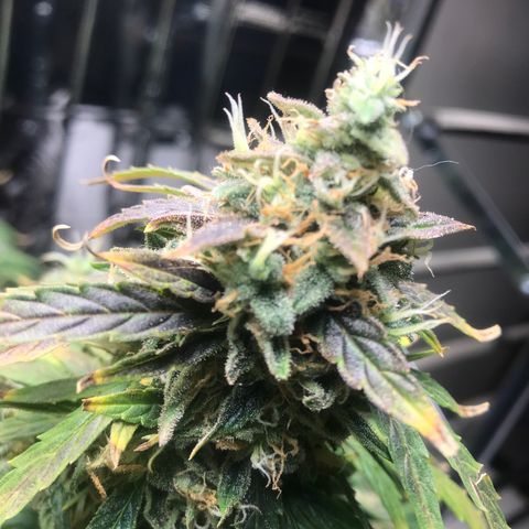 Auto Power Plant growlog timeline photo