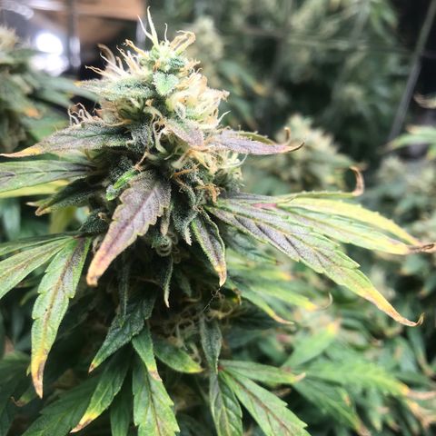 Auto Power Plant growlog timeline photo