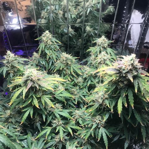 Auto Power Plant growlog timeline photo