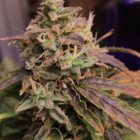 Auto Power Plant growlog timeline photo