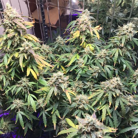 Auto Power Plant growlog timeline photo