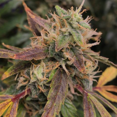 Auto Power Plant growlog timeline photo