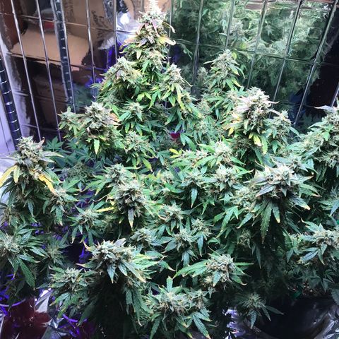 Auto Power Plant growlog timeline photo