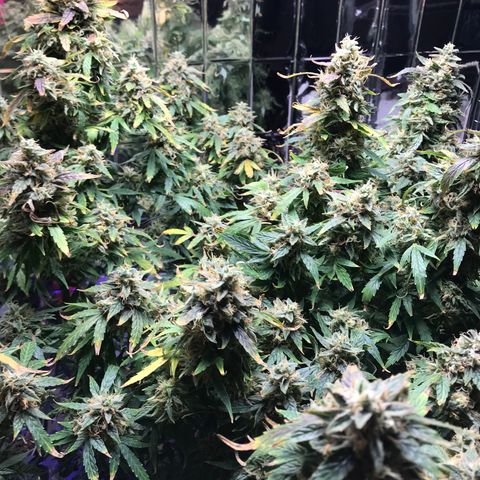 Auto Power Plant growlog timeline photo