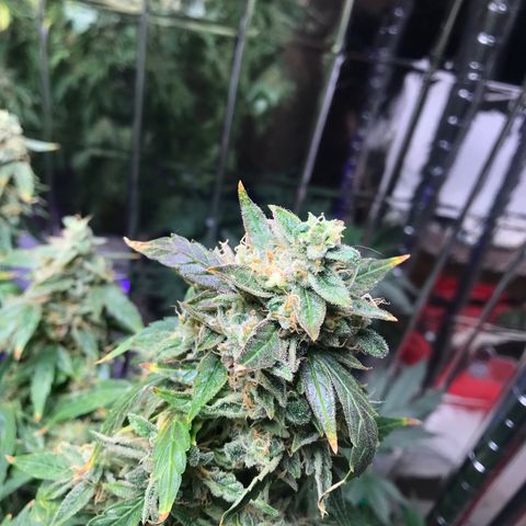 Auto Power Plant growlog timeline photo