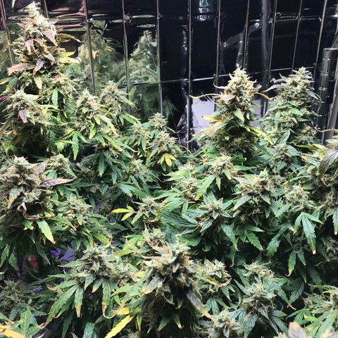 Auto Power Plant growlog timeline photo