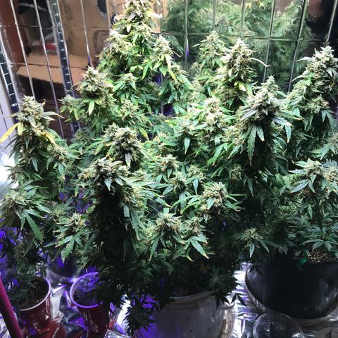 Auto Power Plant growlog timeline photo