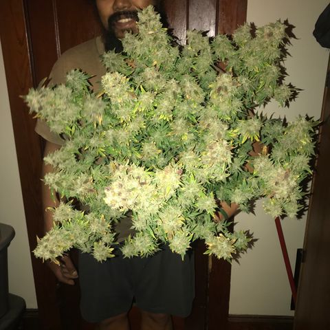 Auto Power Plant growlog timeline photo