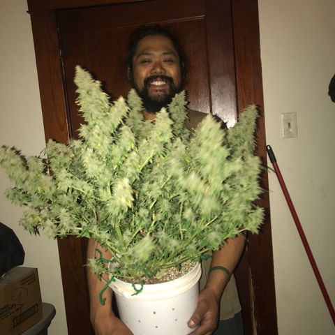 Auto Power Plant growlog timeline photo