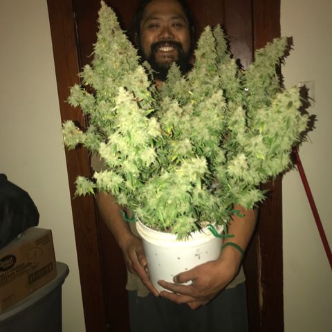 Auto Power Plant growlog timeline photo