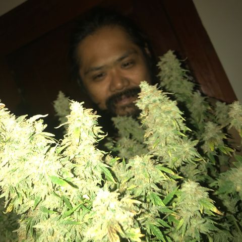 Auto Power Plant growlog timeline photo