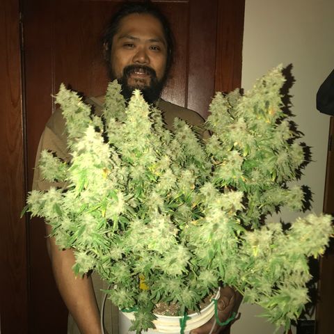 Auto Power Plant growlog timeline photo