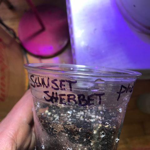 Sunset Sherbert growlog timeline photo