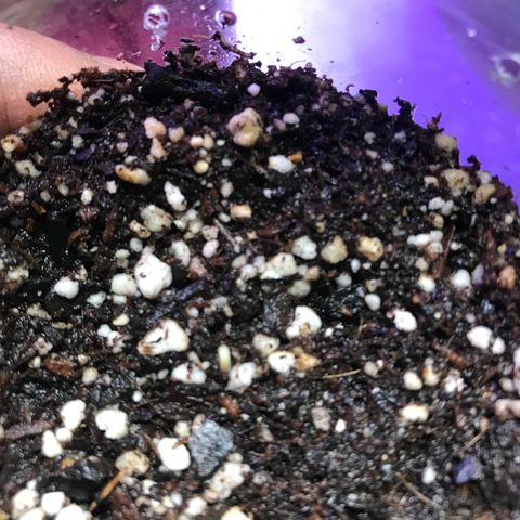 Sunset Sherbert growlog timeline photo
