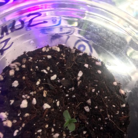 Sunset Sherbert growlog timeline photo