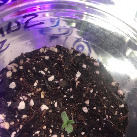 Sunset Sherbert growlog timeline photo