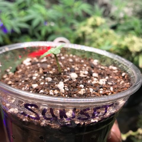 Sunset Sherbert growlog timeline photo