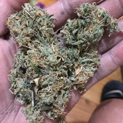 Auto Power Plant growlog timeline photo