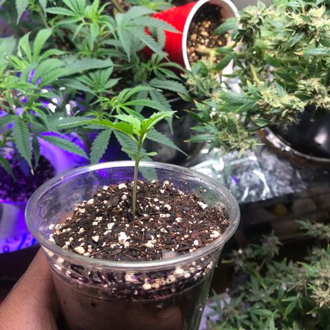 Sunset Sherbert growlog timeline photo