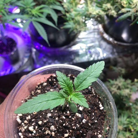 Sunset Sherbert growlog timeline photo