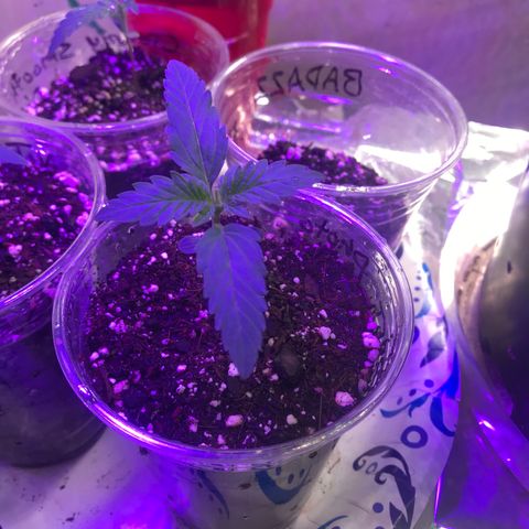 Sunset Sherbert growlog timeline photo