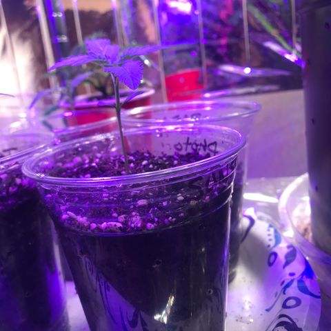 Sunset Sherbert growlog timeline photo