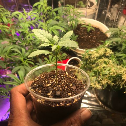 Sunset Sherbert growlog timeline photo