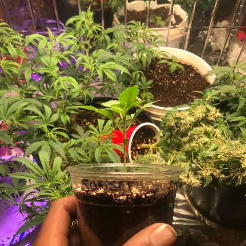 Sunset Sherbert growlog timeline photo