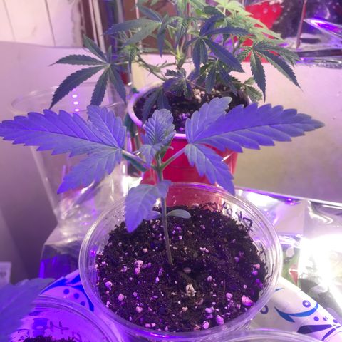 Sunset Sherbert growlog timeline photo