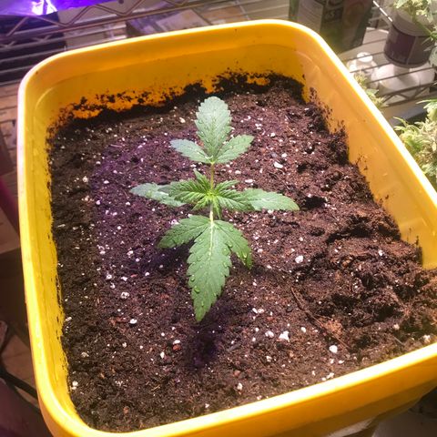 Sunset Sherbert growlog timeline photo
