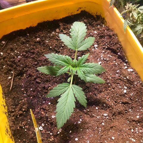 Sunset Sherbert growlog timeline photo
