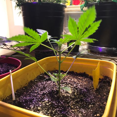 Sunset Sherbert growlog timeline photo